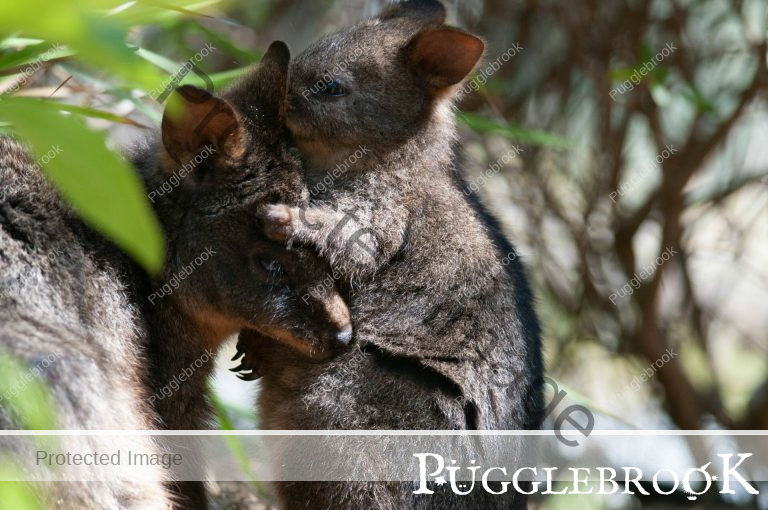 Tasmanian Pademelons